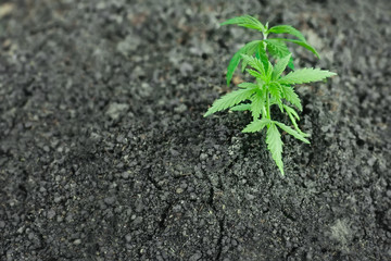 Growing natural premium marijuana with seedlings from.soil for the production of cannabis essential oil in medicinal preparations - CBD oil, cannabidiol