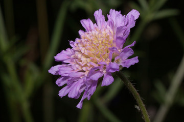 Beautiful knautia arvensis is growing on a green meadow.