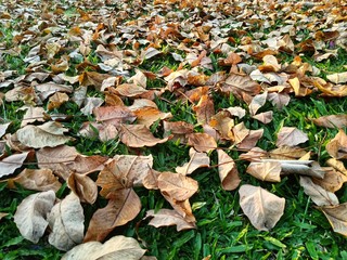 autumn leaves on grass