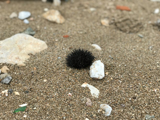 sea urchins, nature, fauna, ocean, sea, coast, cleaning the world's oceans, mud, cleaning the shore