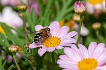 Light purple Margaret and bee, Chiba Funabashi Park, Japan