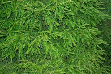 Green Fir tree branches background, close up photo. Christmas tree branches Background texture.