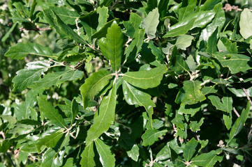 Quercus x turneri 'Pseudoturneri' -  Immergrüne Eiche, Halbimmergrüne Eiche, Wintergrüne Eiche, Turners Eiche