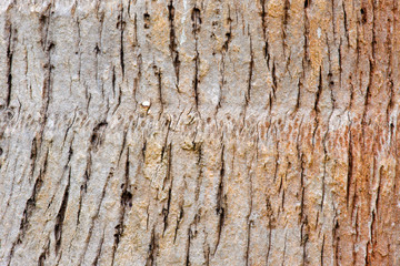 Abstract macro of coconut tree