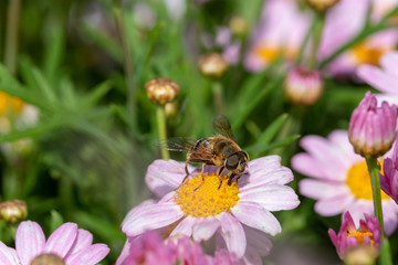 Light purple Margaret and bee, Chiba Funabashi Park, Japan