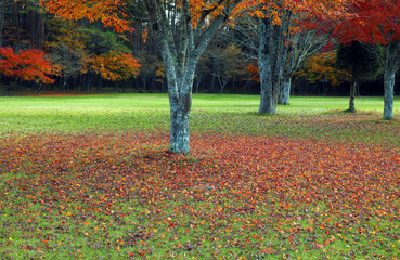 紅葉、落ち葉、秋風景、季節感 、秋、もみじ、カラフル