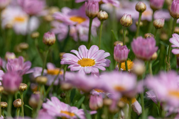 Light purple Margaret, Park in Funabashi City, Chiba Prefecture, Japan