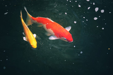 fish koi carp