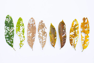 Dry Leaves with holes, eaten by pests on white.