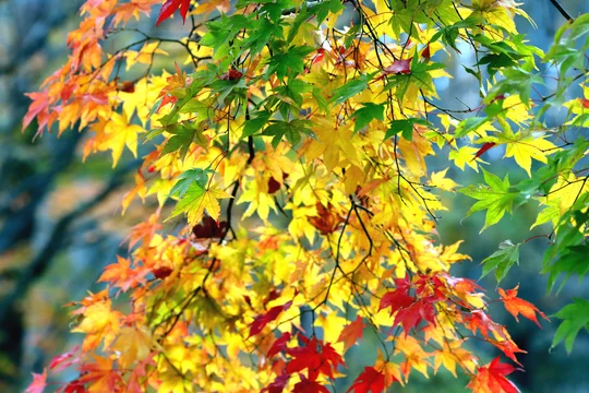 紅葉 秋風景 季節感 秋 もみじ カラフル Stock Photo Adobe Stock 紅葉 秋風景 季節感 秋 もみじ カラフル Stock Photo Adobe Stock