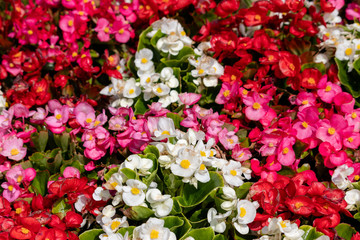 Begonia's flower bed, Funabashi City, Chiba prefecture park, Japan