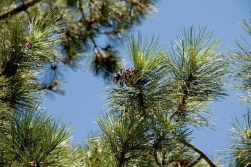 Pinus nigra pallasiana - Krim-Kiefer, Taurische Kiefer