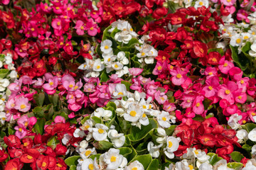 Fototapeta premium Begonia's flower bed, Funabashi City, Chiba prefecture park, Japan
