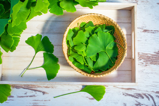 Leaves of the ginkgo biloba or ginko tree. View from above. Selected leaves on a table and on a dish prepared for further use.