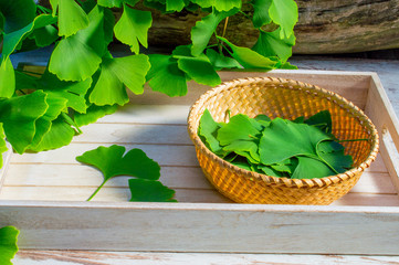 Leaves of the ginkgo biloba or ginko tree. Side view. Medicinal green leaves from the Ginkgo biloba or Ginko tree. Selected leaves on a table and on a dish prepared for further use.
