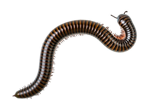 Millipede on white background