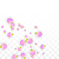 Vector Realistic Pink Petals Falling on Transparent Background.  Spring Romantic Flowers Illustration. Flying Petals. Sakura Spa Design. Blossom Confetti.
