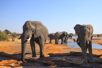 Fototapeta na wymiar Two African Elephants standing relaxed with a small herd in the background, with a vibrant clear blue sky in Hwange National Park, Zimbabwe