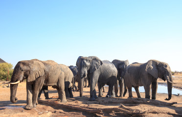 Fototapeta na wymiar Herd of african elephants visiting the camp to relax and take a drink in the mid-day sun, with a pale blue clear sky, Nehimba, Hwange National Park, Zimbabwe