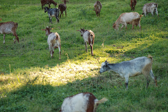 REBA&Ntilde;O DE CABRAS
