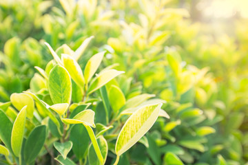 green leaves of tree and orange light flare background. feel fresh and relax. closeup and selective focus. 