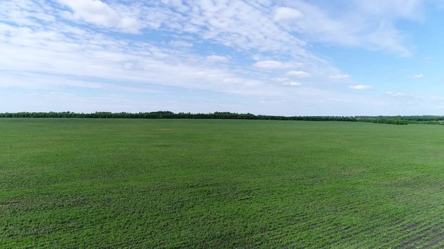 Young fields of grain separated by forest belts, Russia
