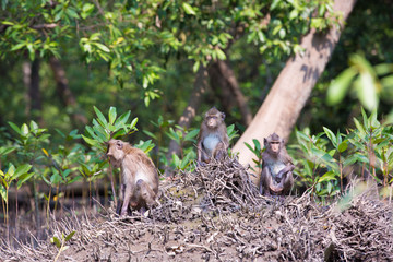 Naklejka na ściany i meble Monkey at mangrove forest