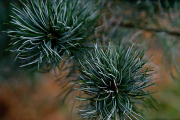 Naklejka na ściany i meble Pinus parviflora - Japanische Mädchenkiefer