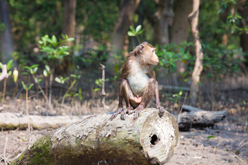 Monkey at mangrove forest