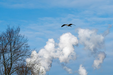 Nesting grey heron in park in Spring