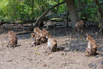 Monkey at mangrove forest