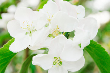 Obraz premium apple flowers on a branch in the spring blooming garden