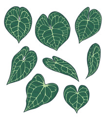 Vector collection set of exotic Anthurium Clarinervium Plant leaf drawings
