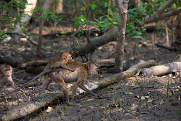 Naklejka na ściany i meble Monkey at mangrove forest
