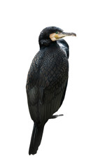 cormorant (phalacrocorax carbo) isolated on a white
