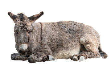 Fototapeta premium Donkey lies isolated on a white