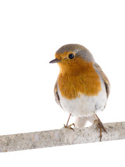 European robin (Erithacus rubecula) on a branch isolated