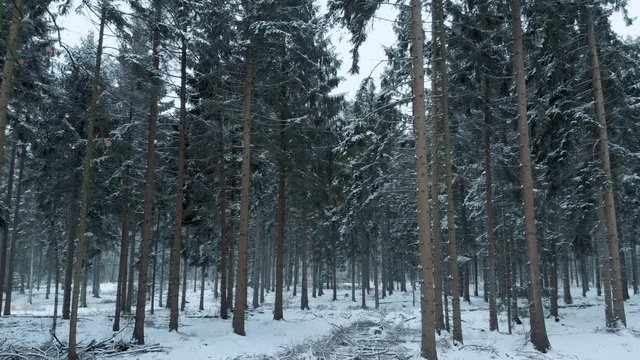 Aerial drone shot of snow covered pine trees during wintertime. Forward motion view of forest with snow.