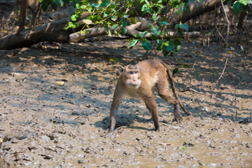 Monkey at mangrove forest