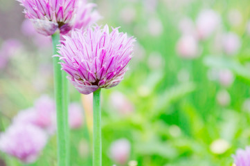 decorative onion, purple flower close up