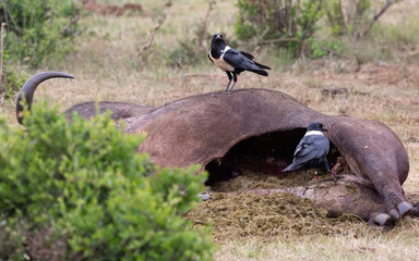 pied crow on buffalo