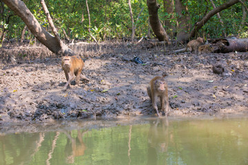 Monkey at mangrove forest