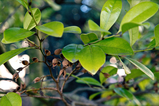 รูปภาพRacemosum – เลือกดูภาพถ่ายสต็อก เวกเตอร์ และวิดีโอ1,474 | Adobe Stock