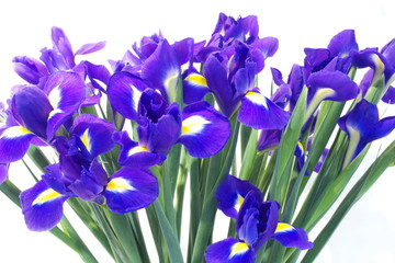 アイリス・花瓶・白バック