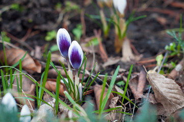 View of magic blooming spring flowers crocus growing in wildlife. Purple crocus growing from earth outside. Fresh beautiful purple crocuses. Flowering blue crocus in spring.