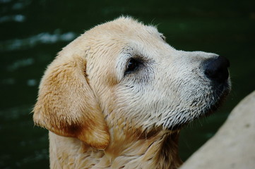 Yellow Labrador retriever waiting for the order and watching to commander with strive. selective focus.