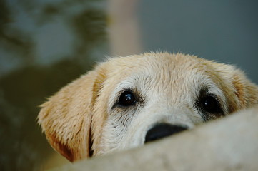 Yellow Labrador retriever waiting for the order and watching to commander with strive. selective focus.