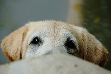 Yellow Labrador retriever waiting for the order and watching to commander with strive. selective focus.