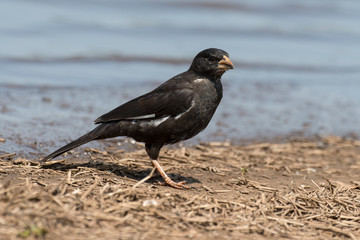 Combassou noir,.Vidua funerea, Dusky Indigobird