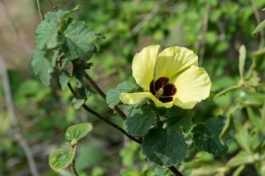 Gombo, Abelmoschus esculentus